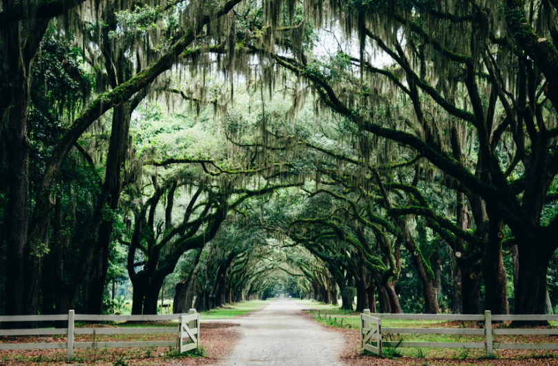 wildsam field guides: american south